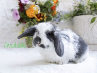 Mini lop Buck pedigreed rabbit for sale