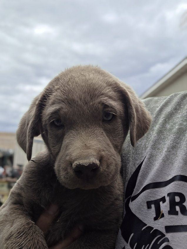 Adorable Male pure bred Labrador Retriever Puppy Looking for a Good Home