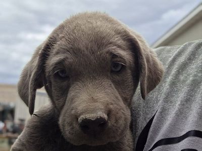 Adorable Male pure bred Labrador Retriever Puppy Looking for a Good Home