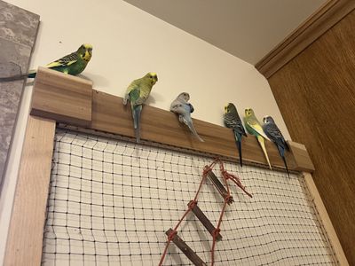 Parakeets
