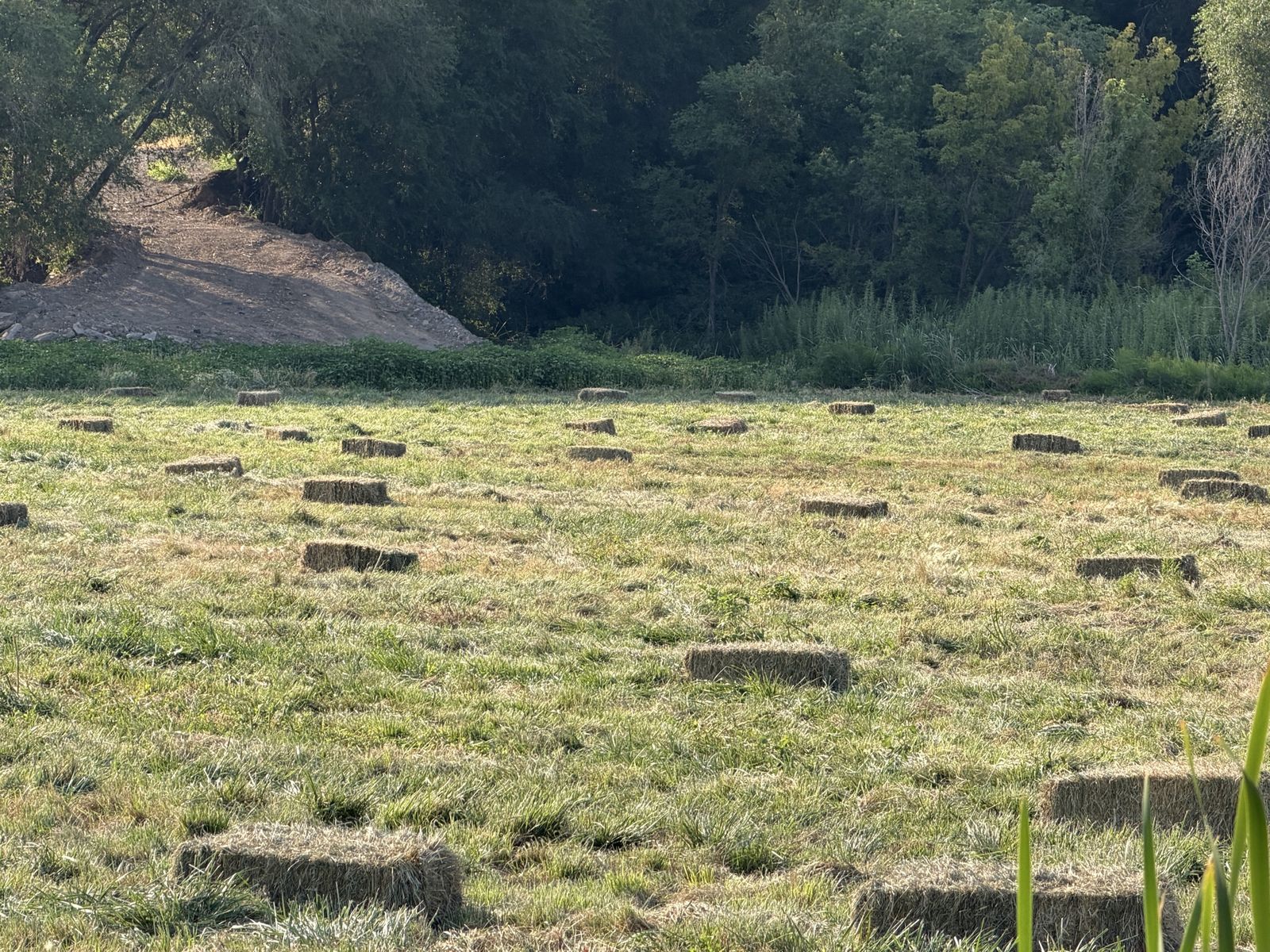 Fresh Small Square Bales of Hay