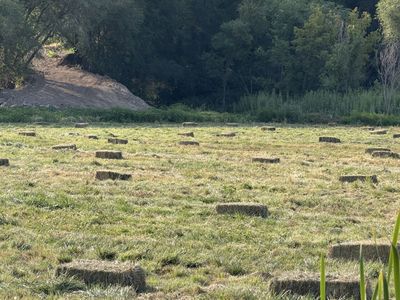 Fresh Small Square Bales of Hay