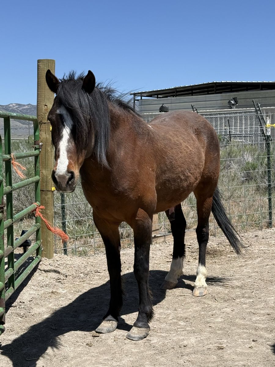 Osey the mustang
