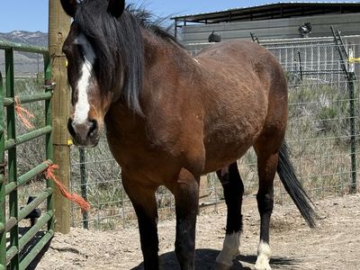 Osey the mustang