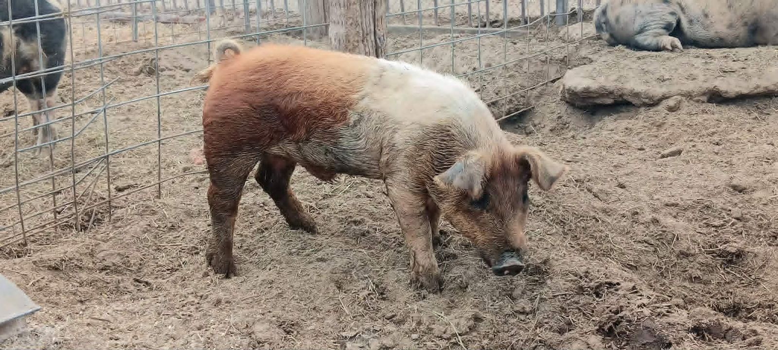 Yorkshire Duroc boar
