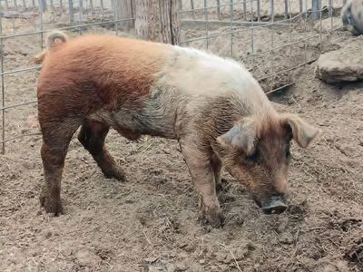 Yorkshire Duroc boar