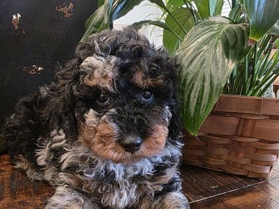 AKC Toy Poodles excellent for Doodles. Bernedoodle