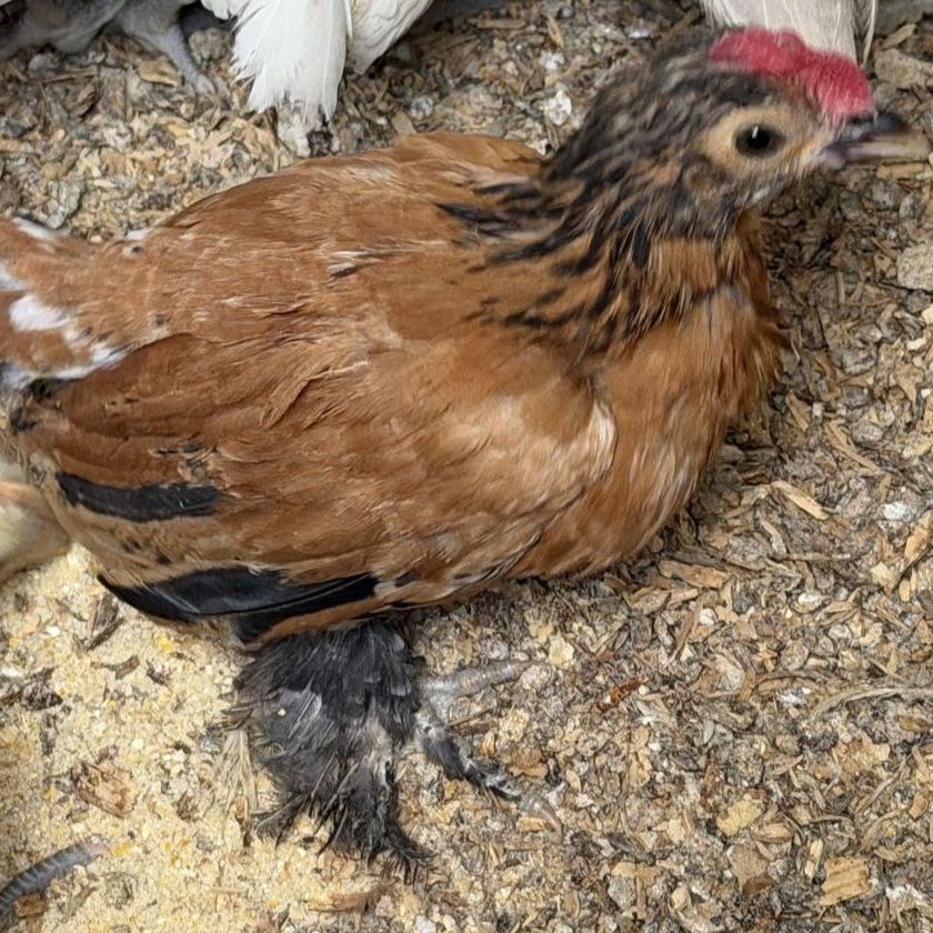 Bantam Roosters