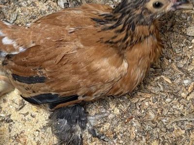 Bantam Roosters