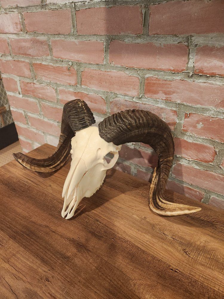 Main image 11
