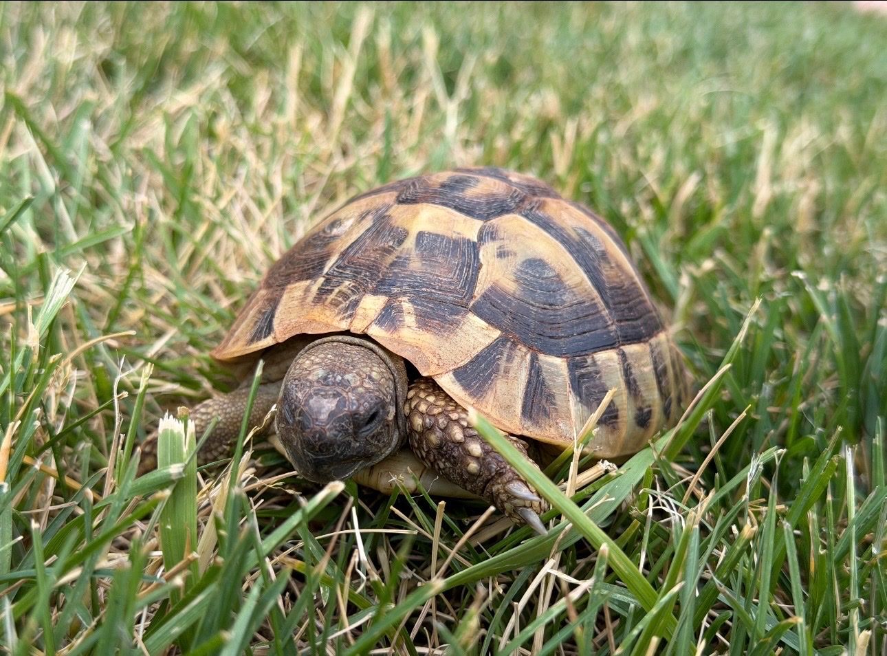 Female Hermann’sTortoise, Complete Front-Opening Habitat Setup, Everything Included, $450.00 OBO.