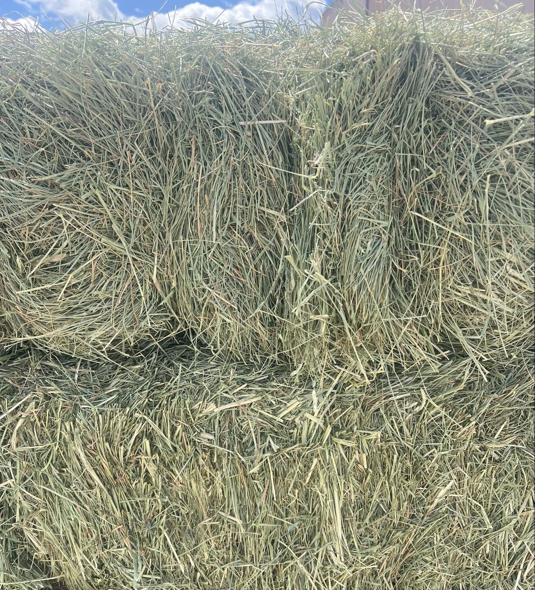 Grass Hay