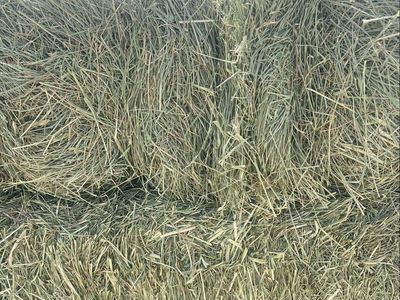 Grass Hay