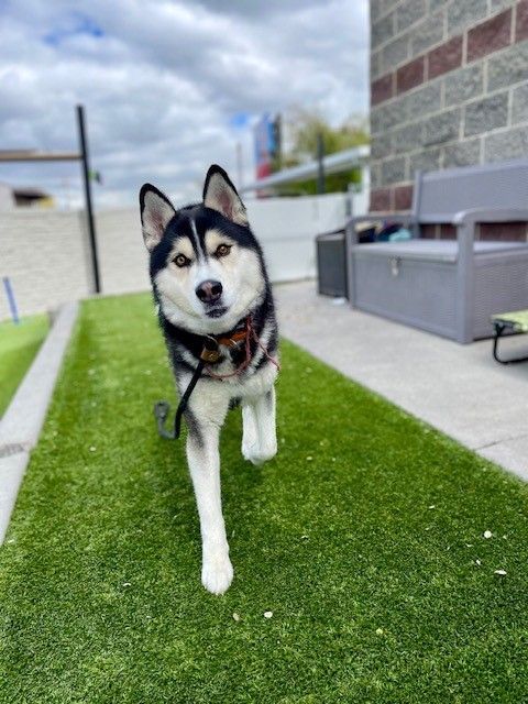 A161035 Coldplay is Available for Adoption!
