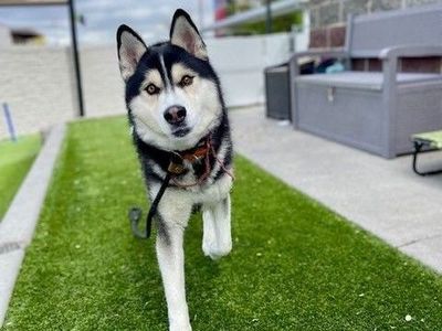 A161035 Coldplay is Available for Adoption!