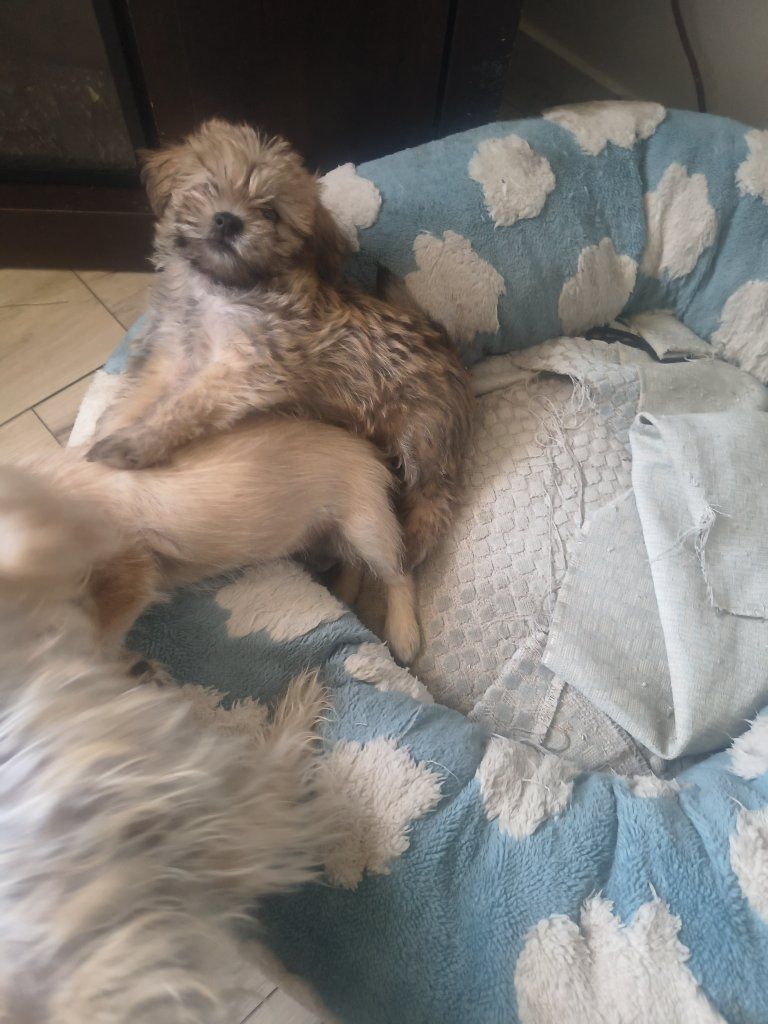 Puppies for sale