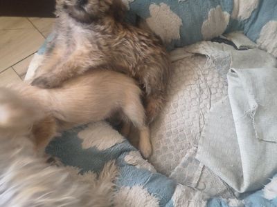 Puppies for sale