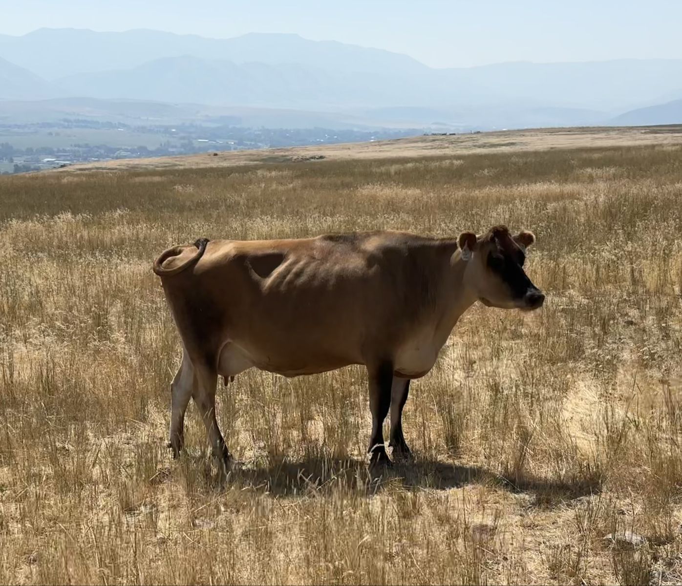 Jersey nursing cow 