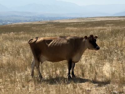 Jersey nursing cow