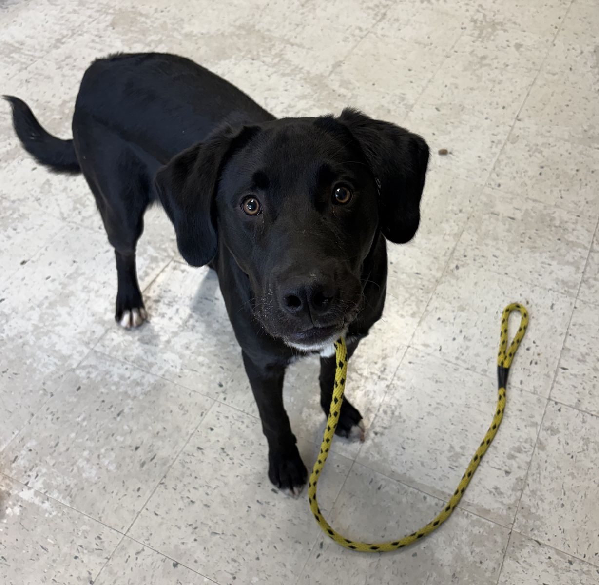 A165354 Sirius is Available for Adoption!