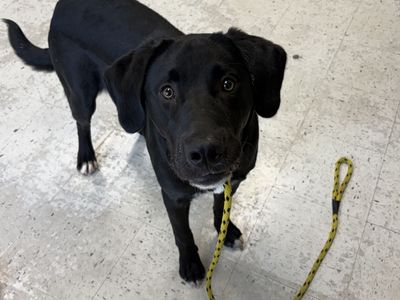 A165354 Sirius is Available for Adoption!