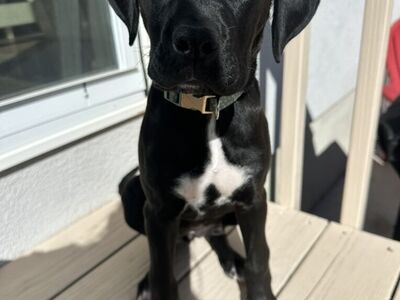 6 Month Old Boxer/Lab Mix Puppy