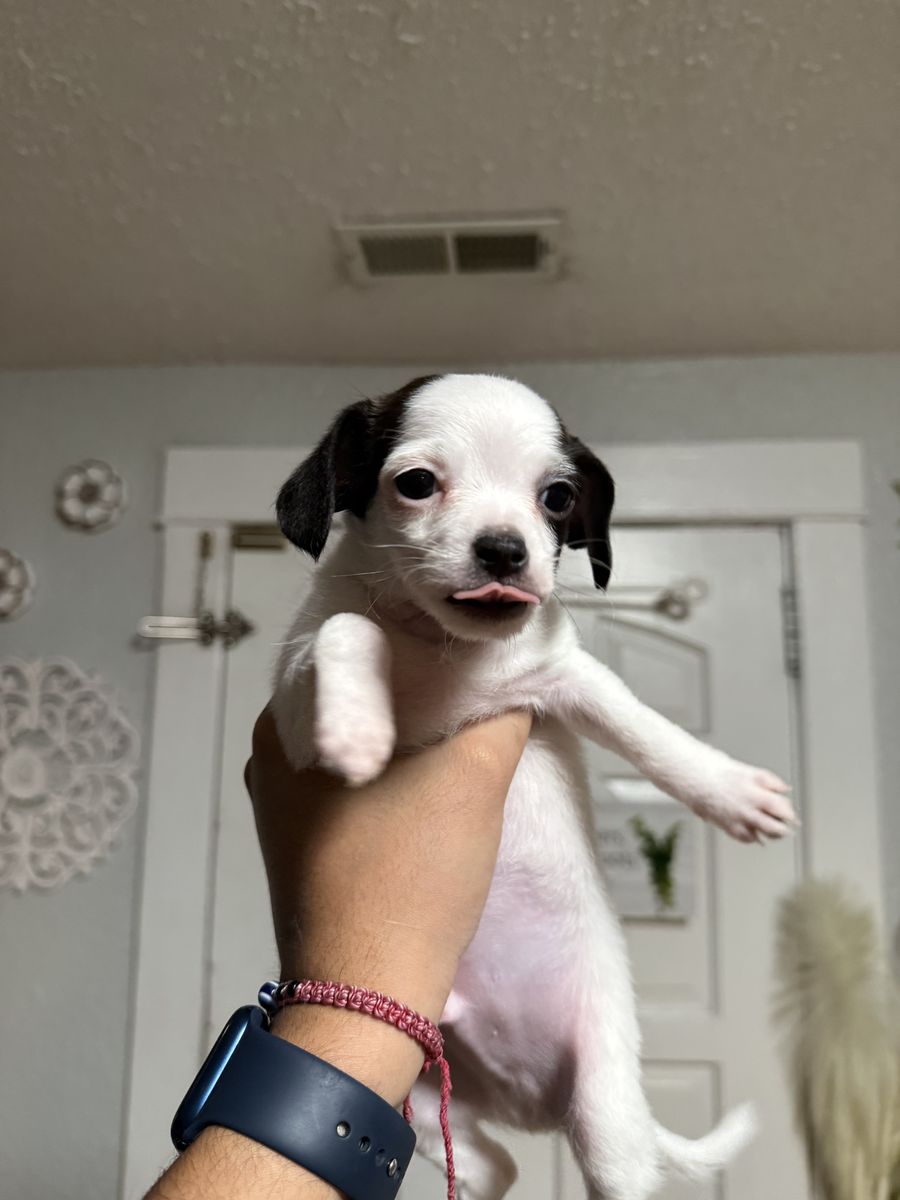 CHIHUAHUA PUPS LOOKING FOR THEIR NEW HOMES