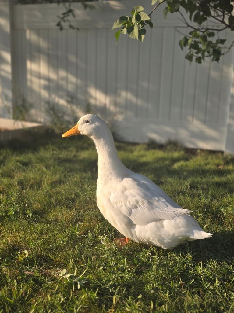 Sugar the Duck