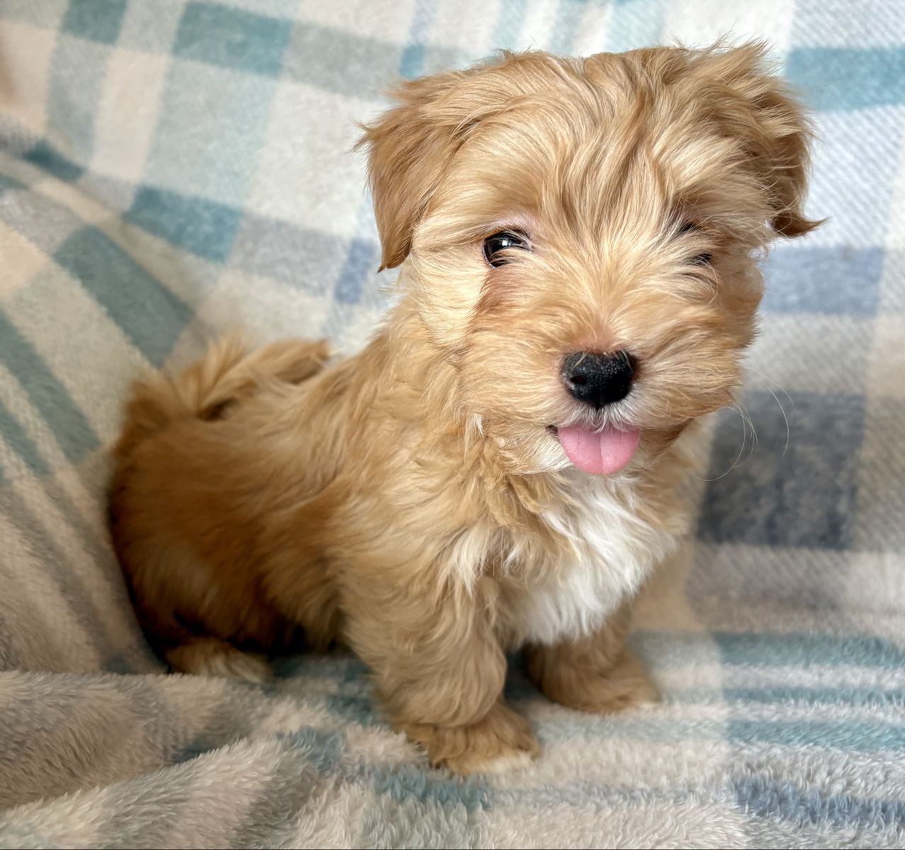 Female Purebred Havanese