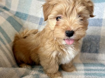 Female Purebred Havanese