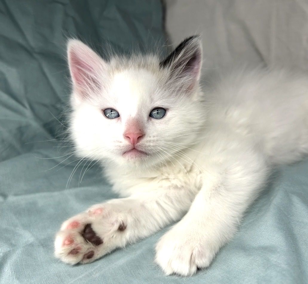 Adorable 8-Week-Old Kittens - Litter Trained, Socialized, Ready for Forever Homes