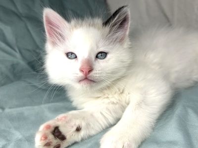 Adorable 8-Week-Old Kittens - Litter Trained, Socialized, Ready for Forever Homes