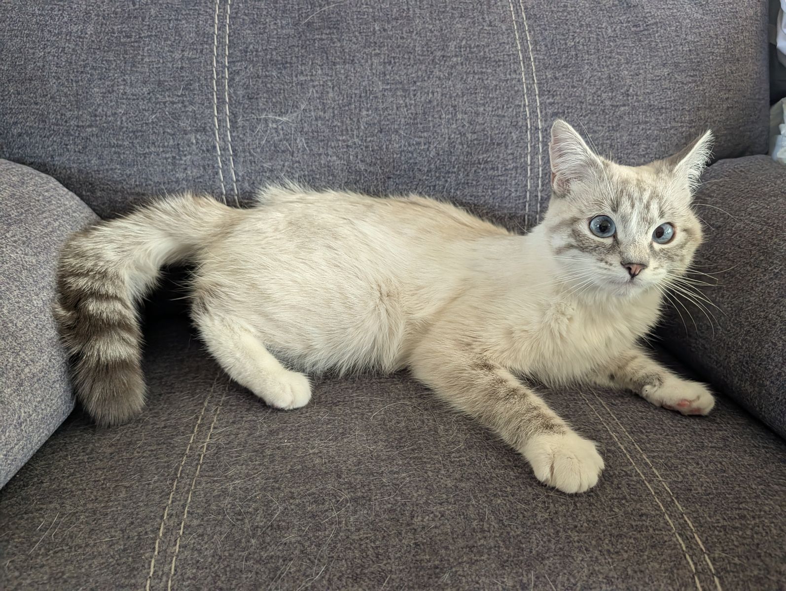 Sweet Siamese