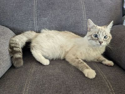 Sweet Siamese