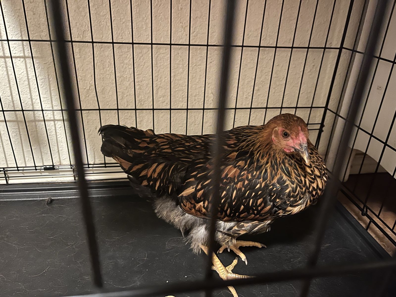 FOUND Chicken in Marmalade District