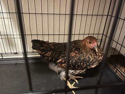 FOUND Chicken in Marmalade District