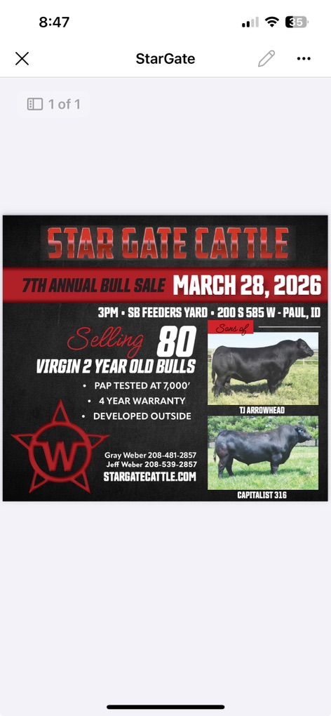 2 Yr Old Bulls For Sale