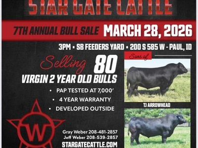 2 Yr Old Bulls For Sale