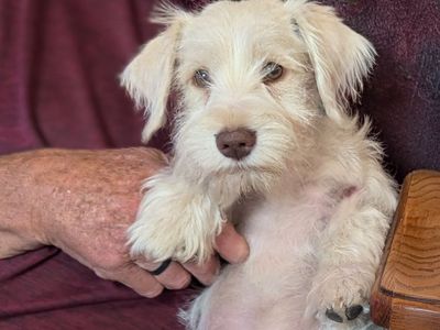 ***sold***** AKC White Mini Schnauzer Male