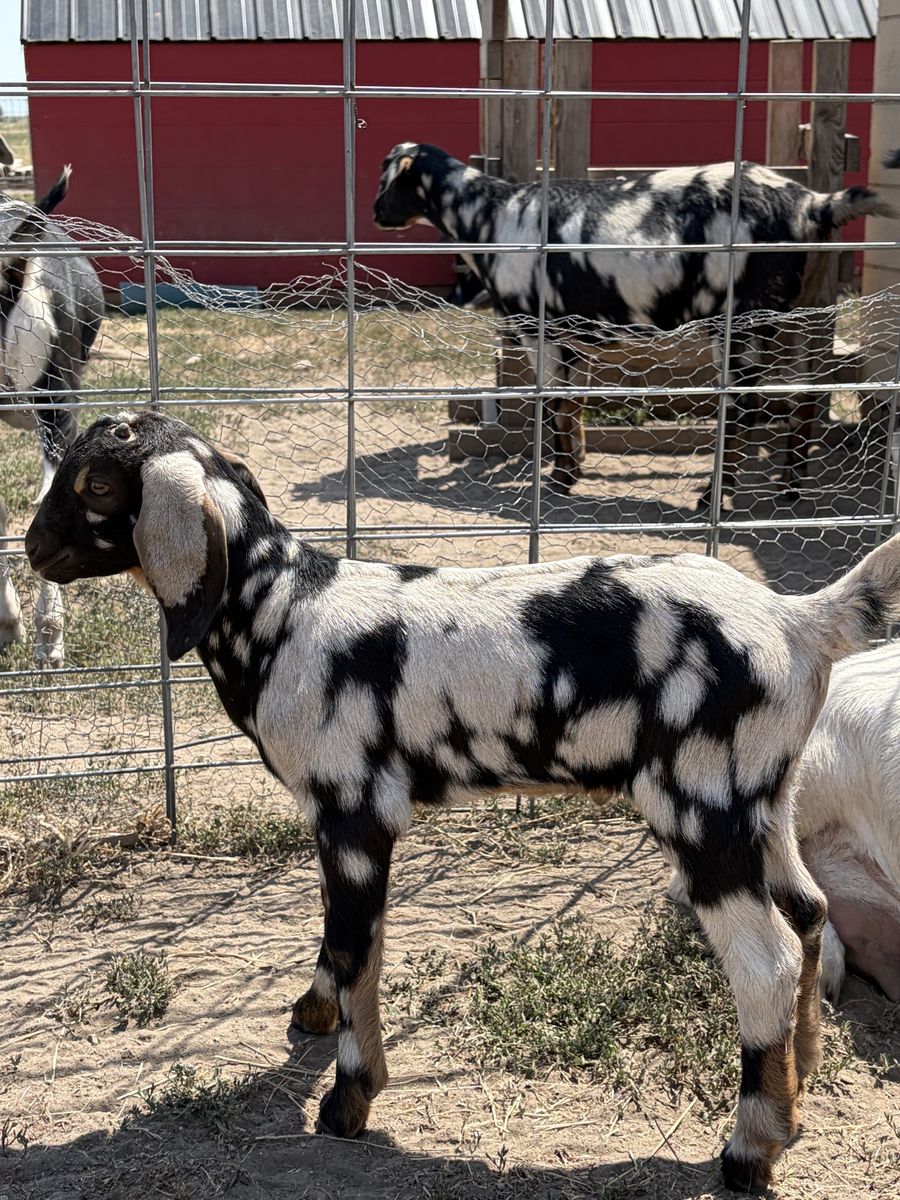 Nubian Goats - Black & White Spotted and a Brown multi Buckling