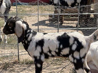 Nubian Goats - Black & White Spotted and a Brown multi Buckling