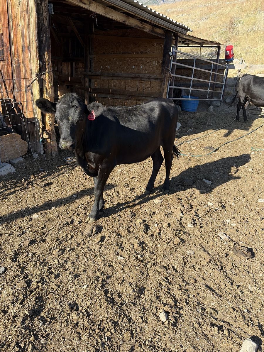 Angus heifer
