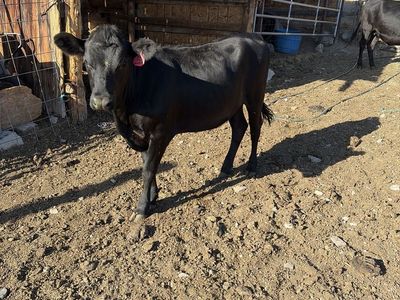 Angus heifer