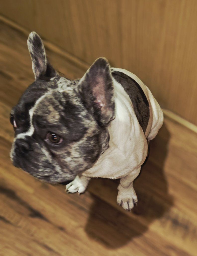 French Bulldog Stud Services