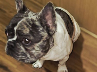 French Bulldog Stud Services