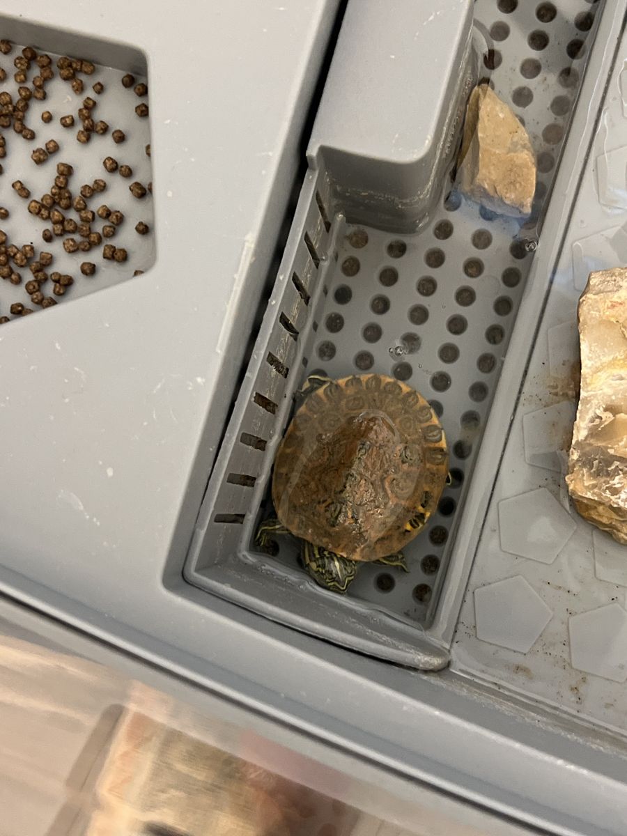 Slider Turtle in Habitat Enclosure