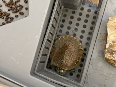 Slider Turtle in Habitat Enclosure