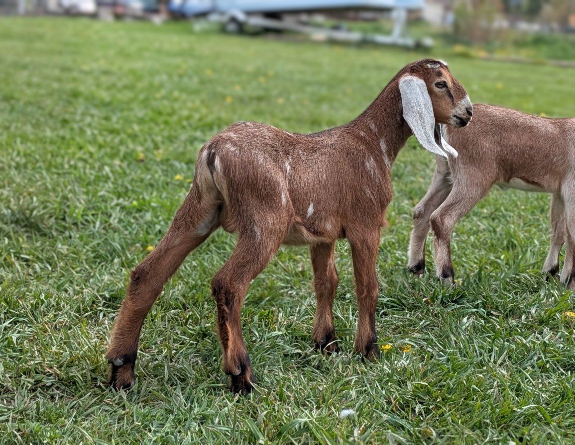 Handsome Moonspotted Nubian Buckling/Bottle Baby
