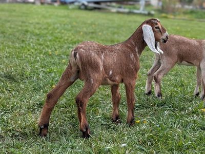 Handsome Moonspotted Nubian Buckling/Bottle Baby