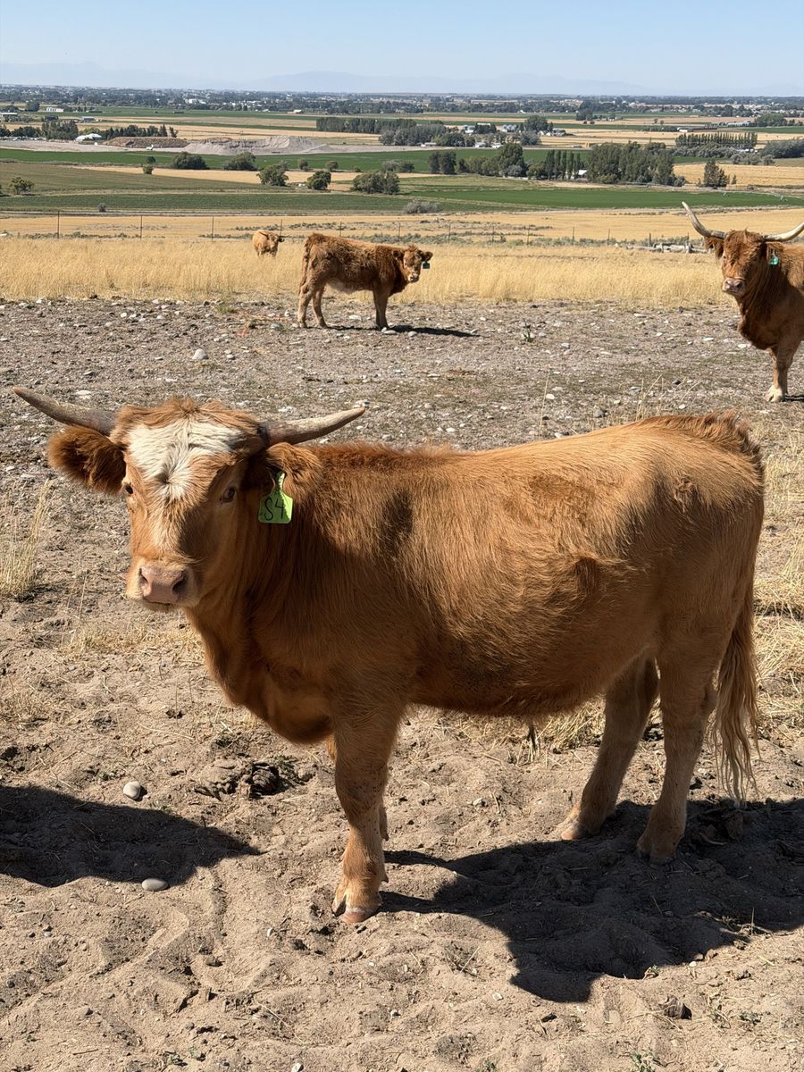 Highland Steer